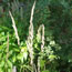 Calamagrostis x Karl Foerster